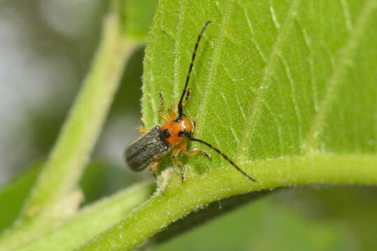 Image of Phaea juanitae Chemsak & Linsley 1988