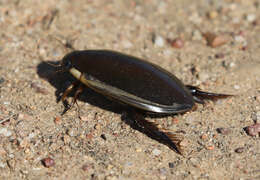 Plancia ëd Cybister (Cybister) tripunctatus (Olivier 1795)