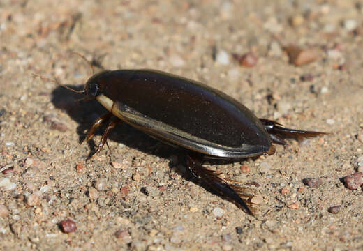 Image de Cybister (Cybister) tripunctatus (Olivier 1795)