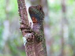 Image of Wied's Fathead Anole