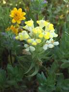 Image de Castilleja campestris (Benth.) T. I. Chuang & L. R. Heckard