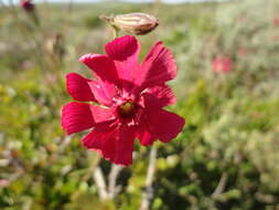 Plancia ëd Silene ornata Ait.