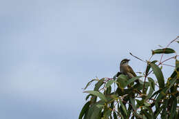 Image of Caligavis Honeyeaters