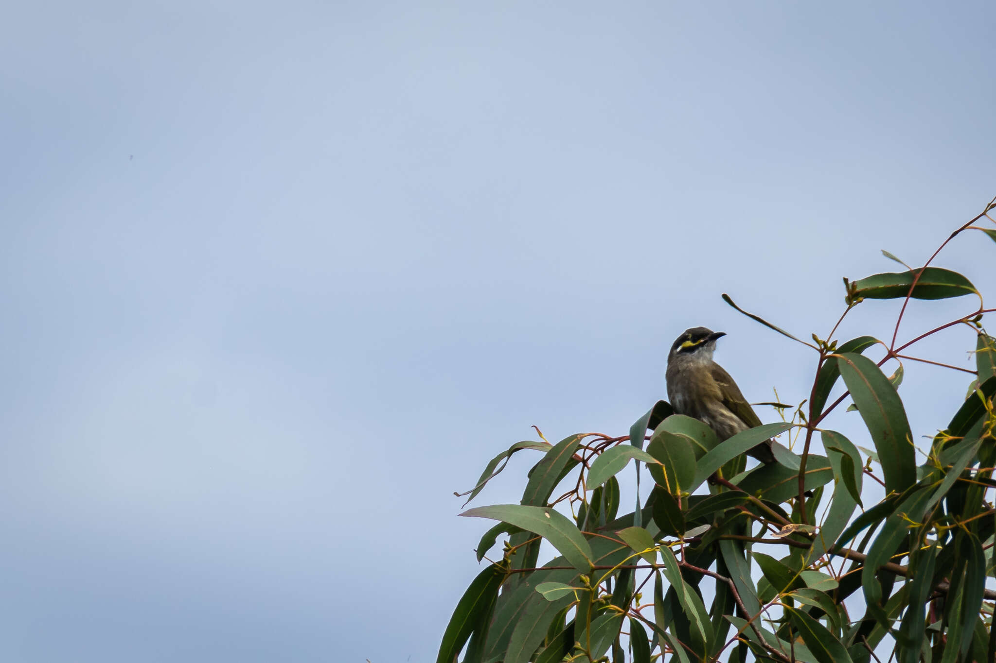 Image of Caligavis Honeyeaters