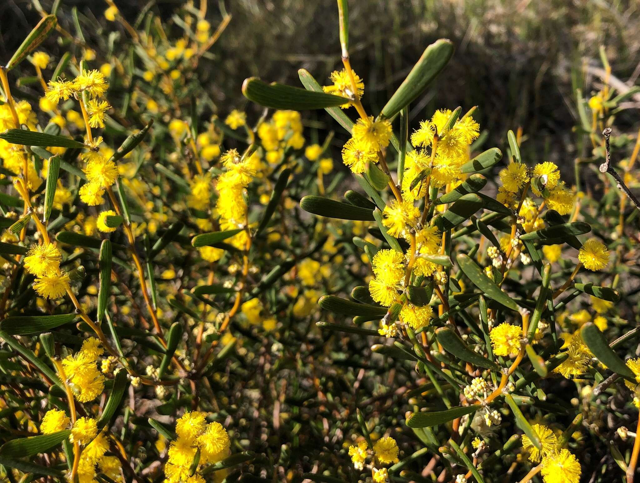 Image of Acacia farinosa Lindl.