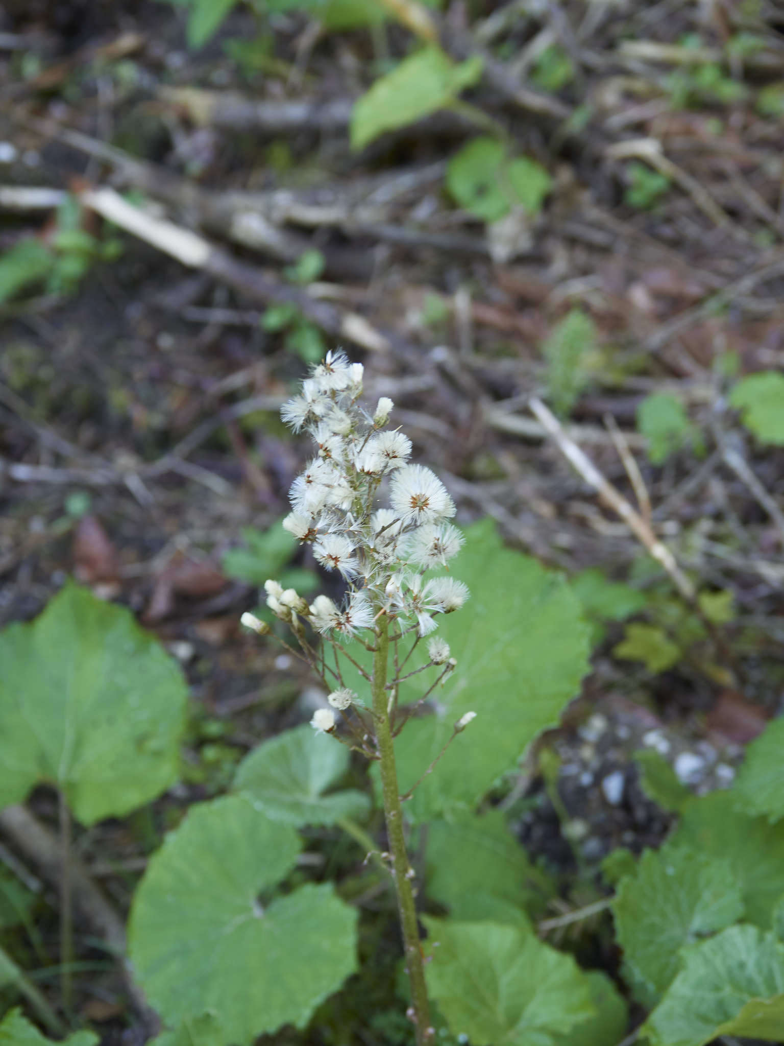 Petasites albus (L.) Gaertn.的圖片