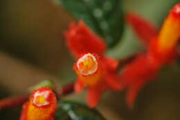 Image of Columnea fimbricalyx L. P. Kvist & L. E. Skog