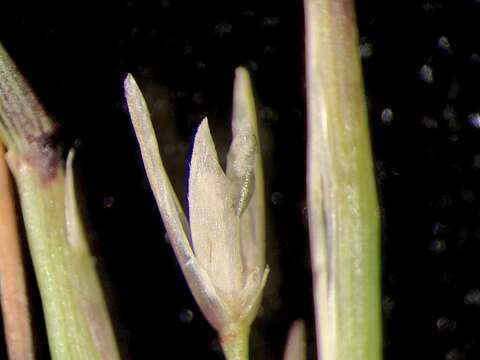 Image of puffsheath dropseed