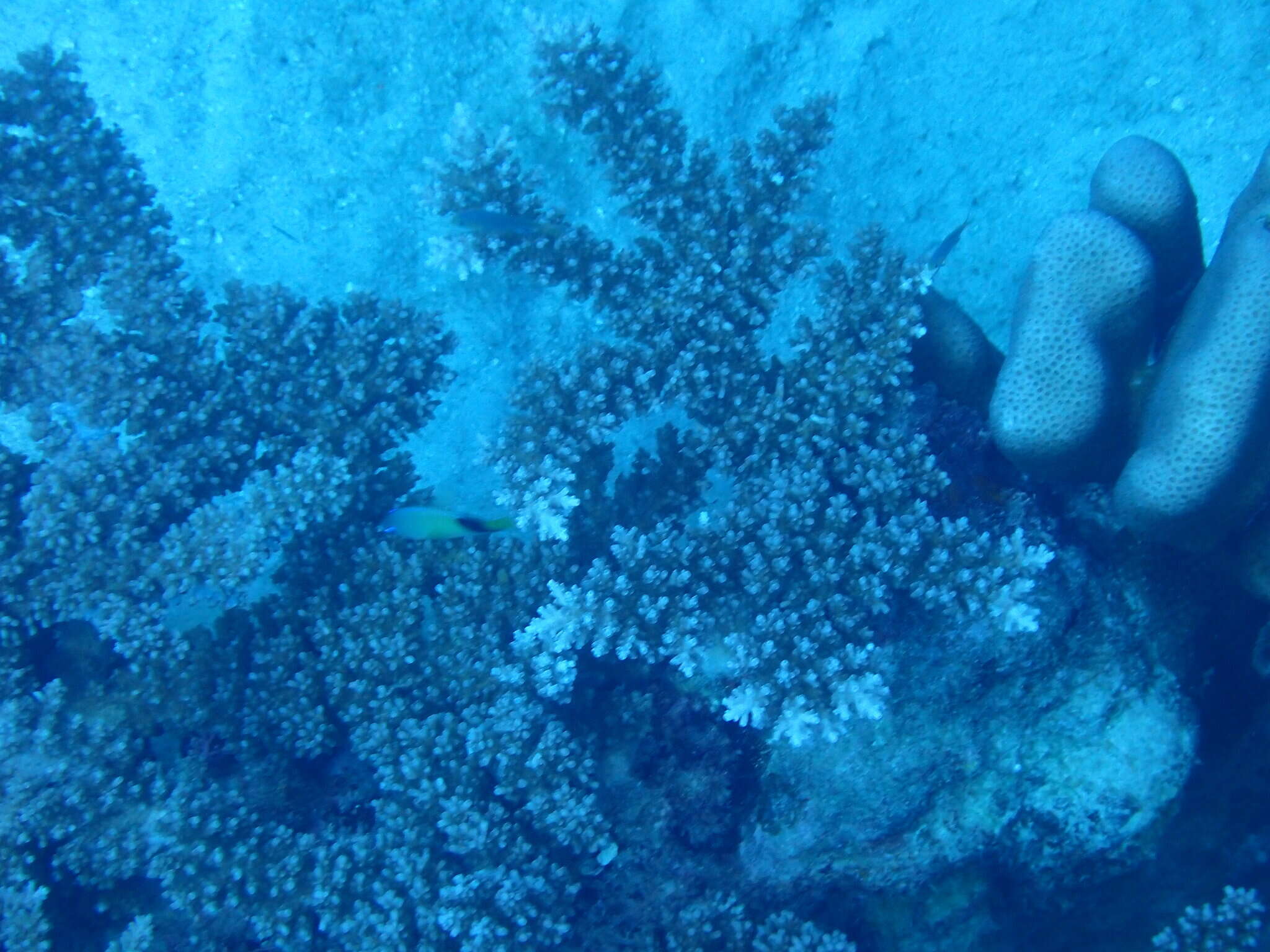 Imagem de Acropora longicyathus (Milne Edwards 1860)