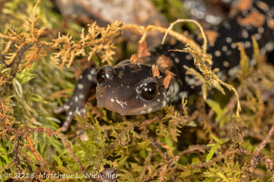 Image of Plethodon aureolus Highton 1984