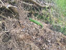 Image of green lizard