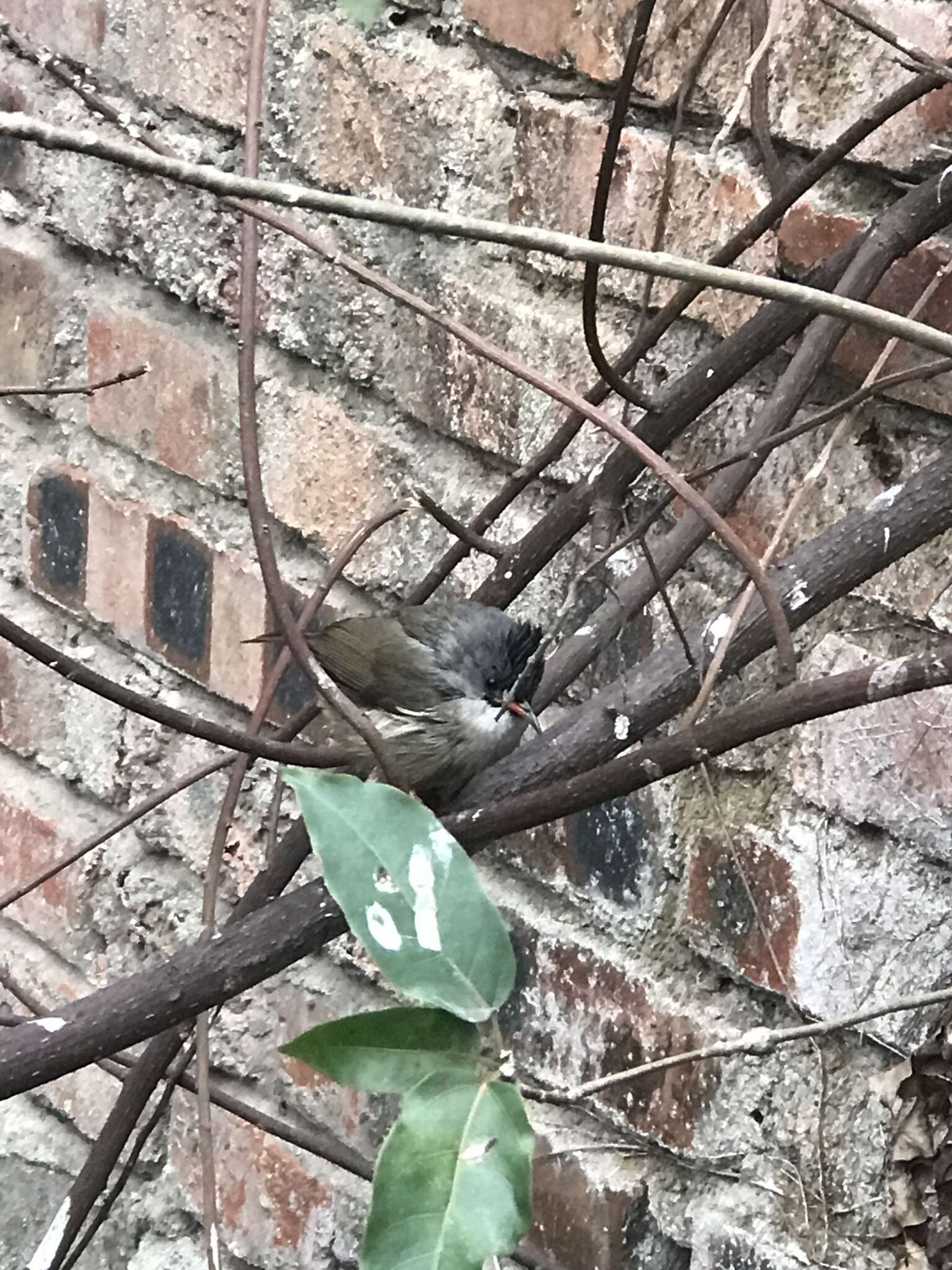 Image of Black-chinned Yuhina