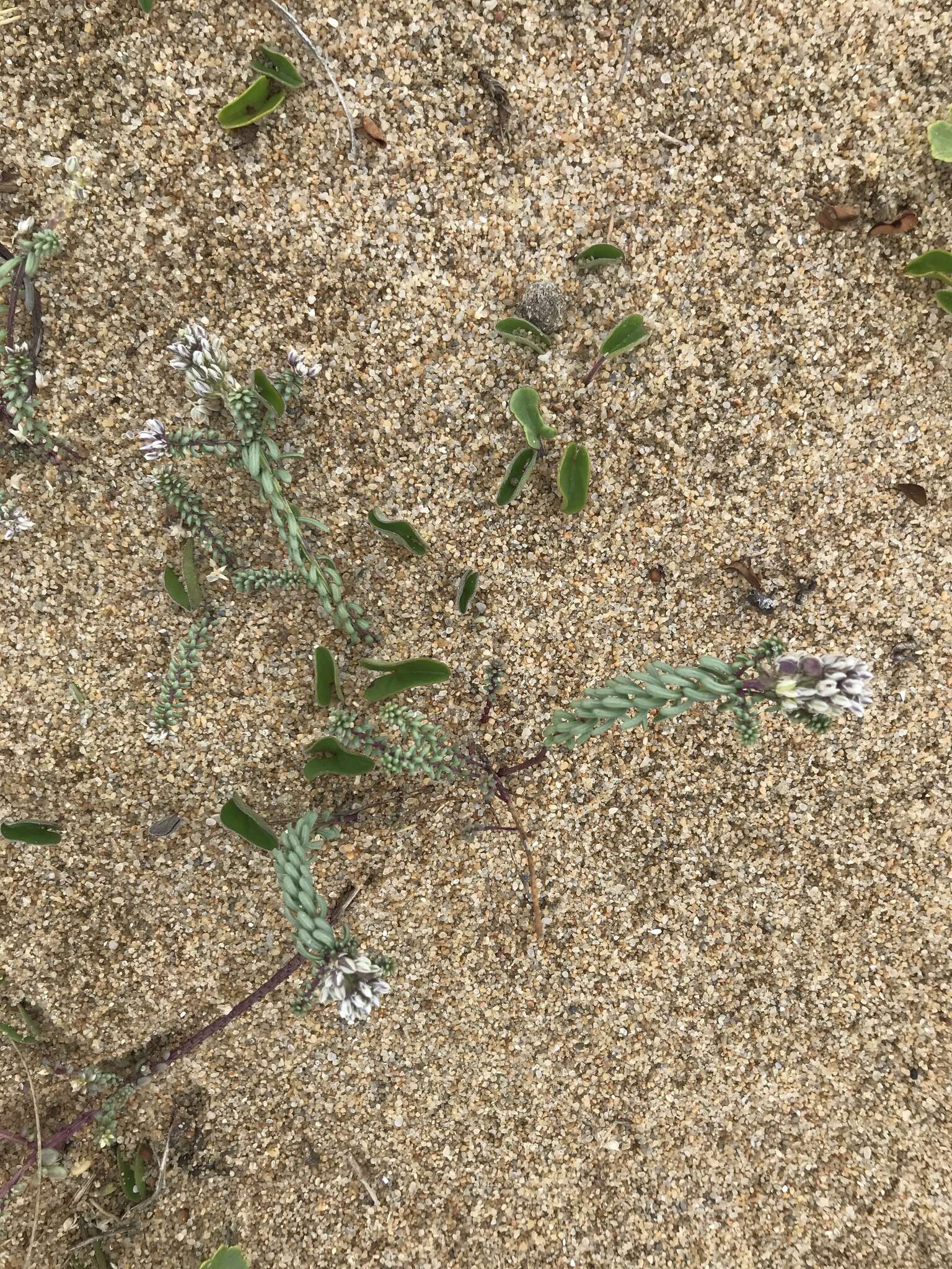 Image of Polygala cyparissias A. St.-Hil.