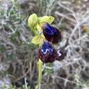 Image of Ophrys fusca subsp. iricolor (Desf.) K. Richt.