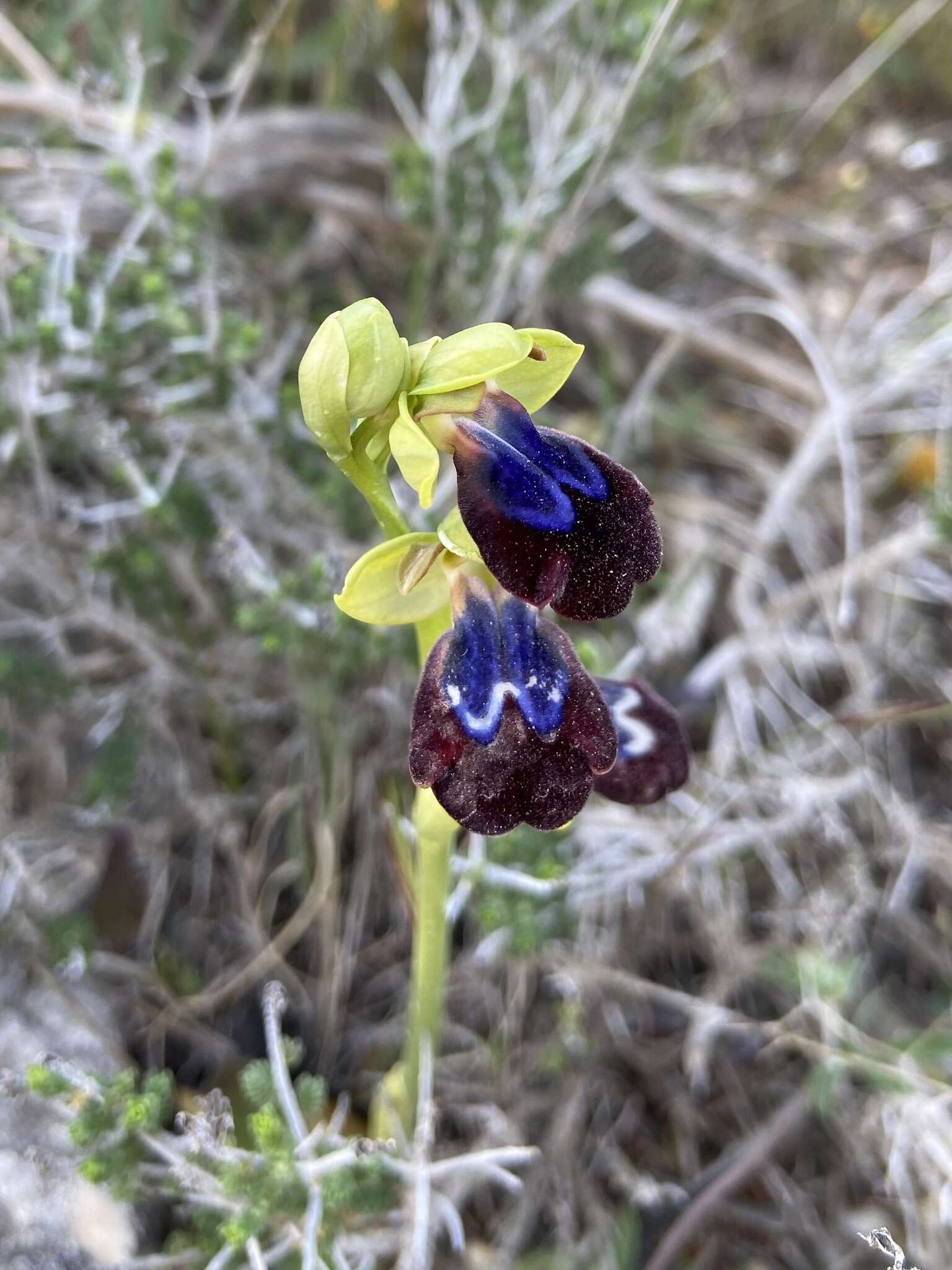 Image of Ophrys fusca subsp. iricolor (Desf.) K. Richt.