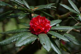 Image of Rhododendron arboreum subsp. zeylanicum (Booth) Tagg