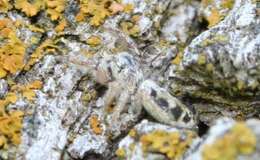 صورة Metaphidippus siticulosus (Peckham & Peckham 1909)