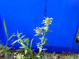 Image of slender false pennyroyal