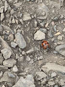 Image of Mountain Lady Beetle