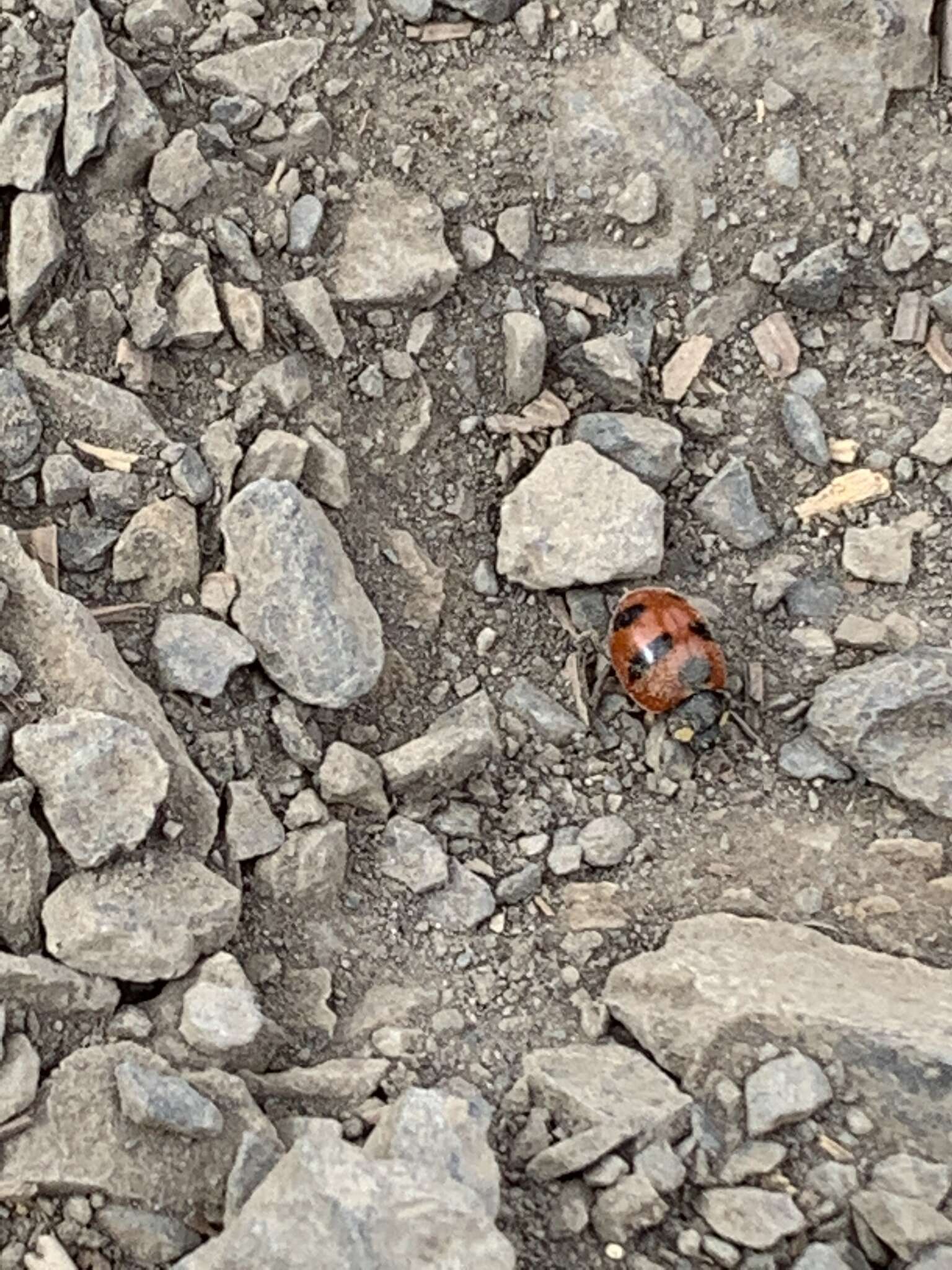 Imagem de Coccinella monticola Mulsant 1850