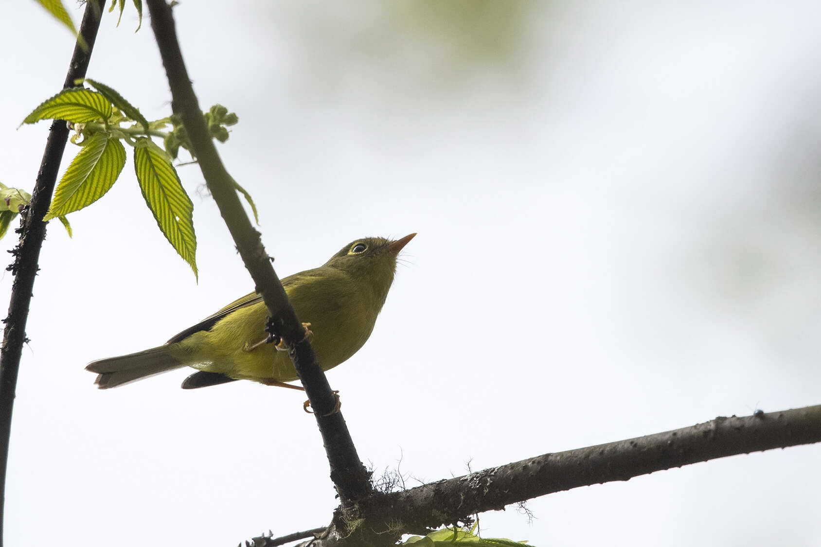 Image of Phylloscopus valentini valentini (Hartert 1907)