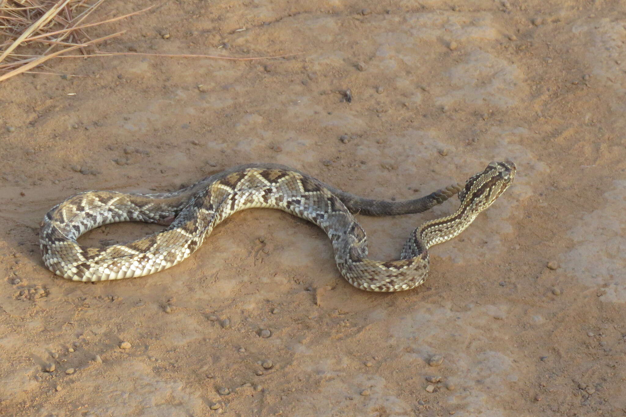 Image of Crotalus durissus trigonicus Harris & Simmons 1978