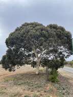 Image de Eucalyptus leucoxylon subsp. megalocarpa D. J. Boland