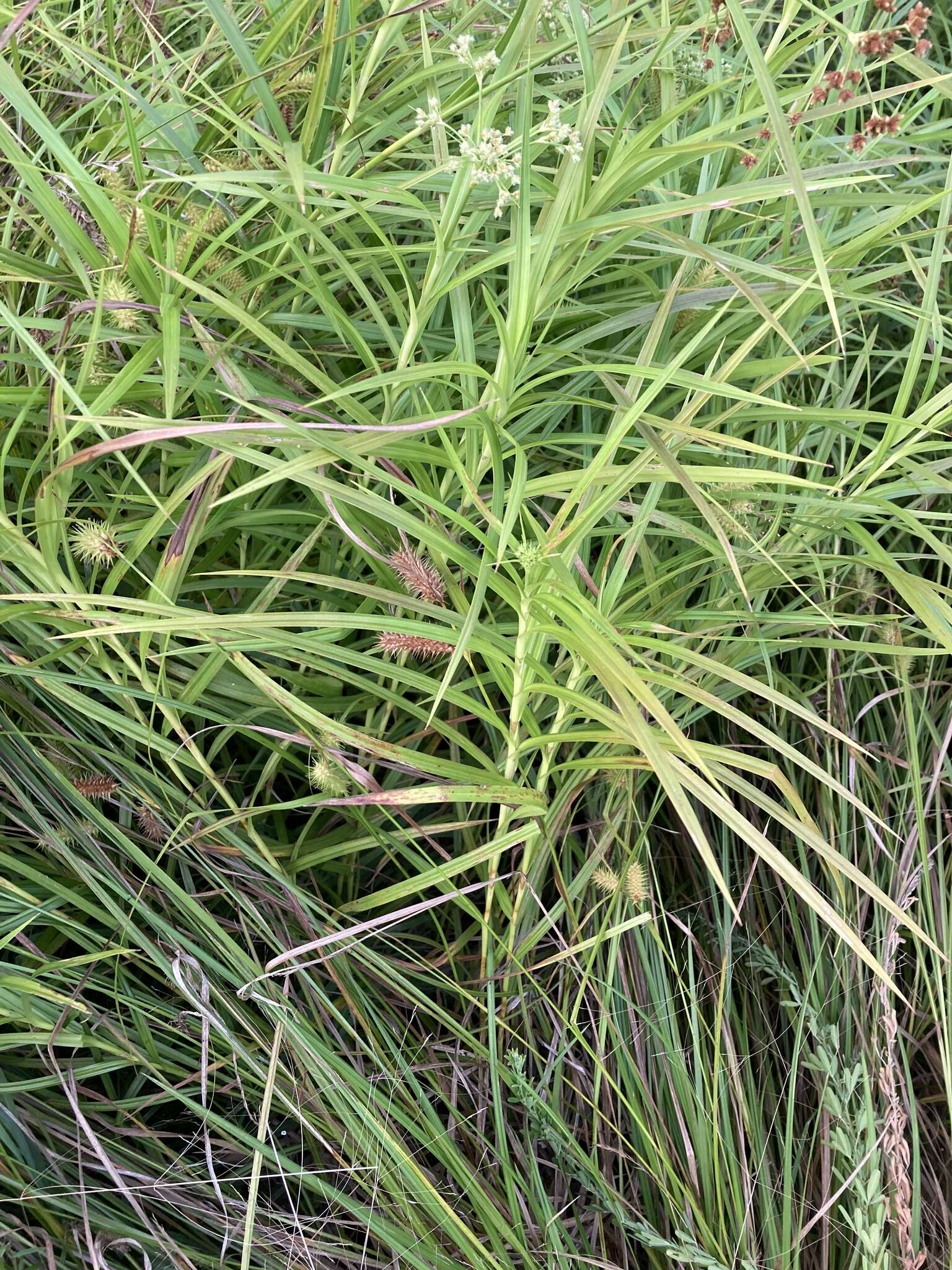 Image of Leafy Bulrush