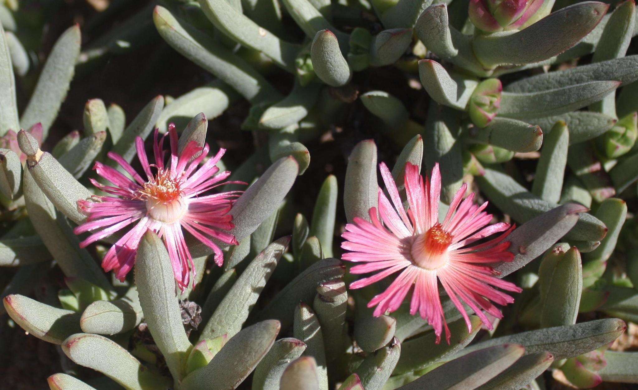 Image of Ruschia dichroa (Rolfe) L. Bol.