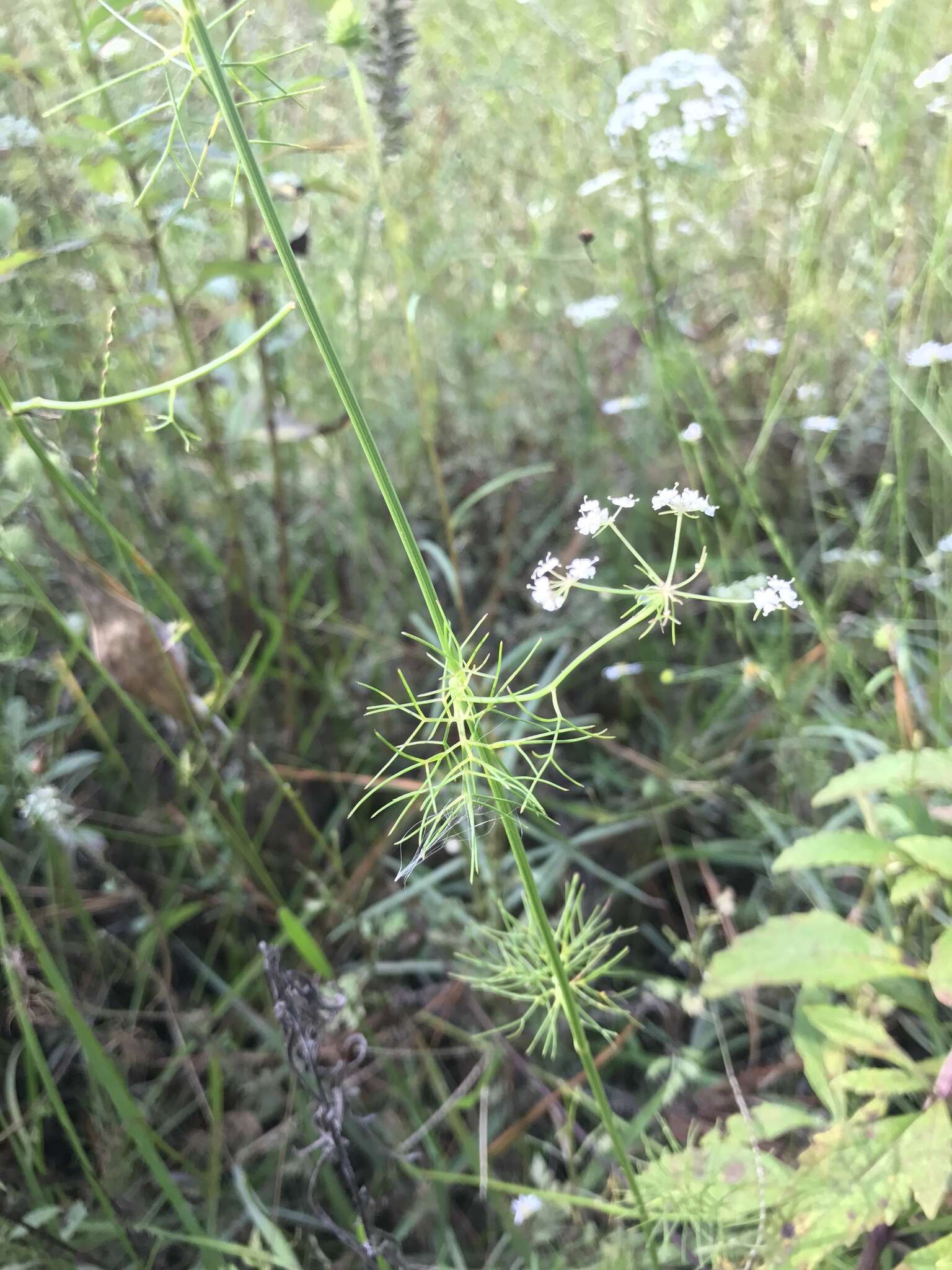 Image of ribbed mock bishopweed