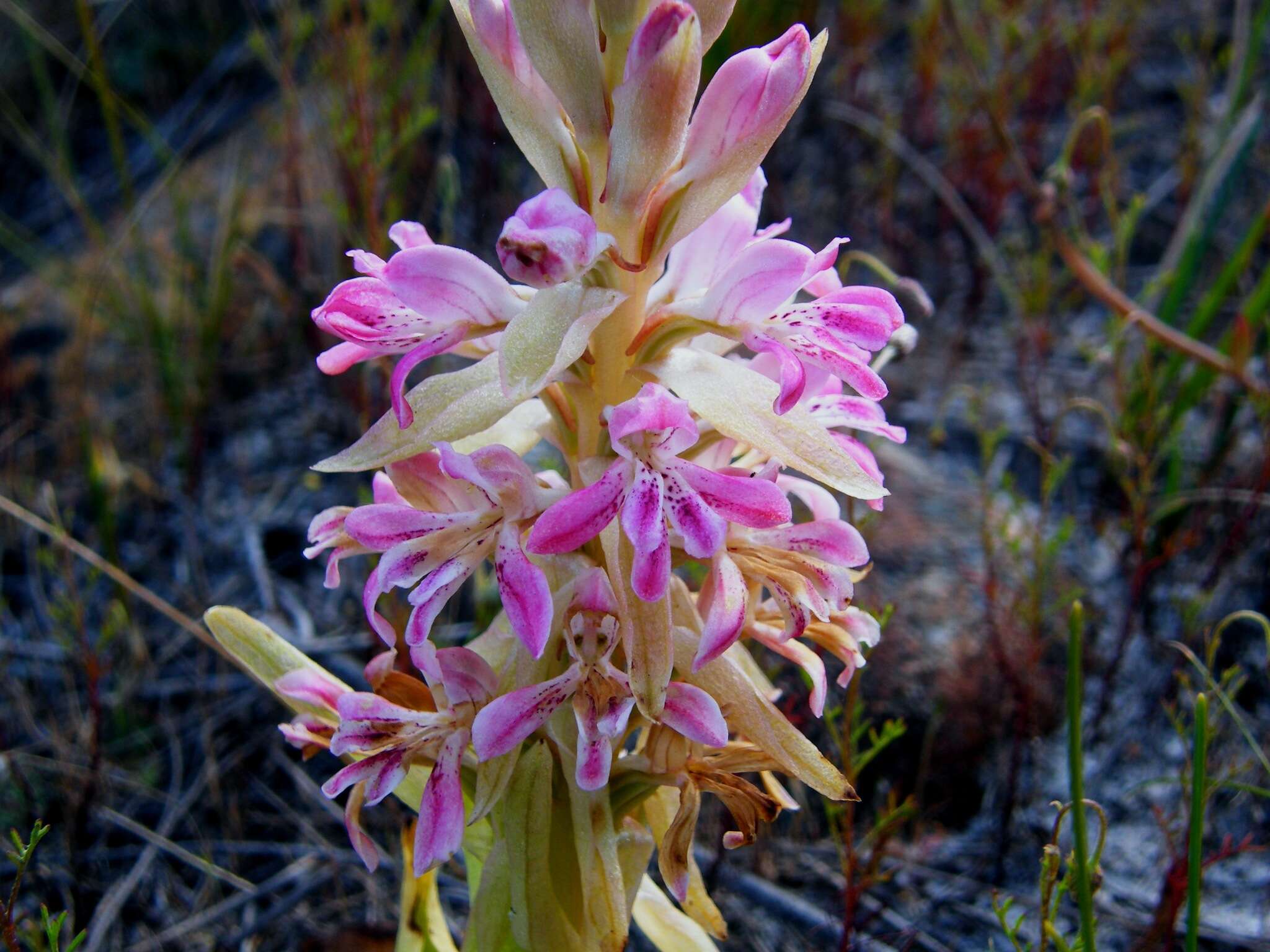 Image of Satyrium erectum Sw.