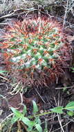 Image of Mammillaria rhodantha subsp. fera-rubra (F. Schmoll ex R. T. Craig) D. R. Hunt