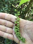 Coccoloba tenuifolia L. resmi