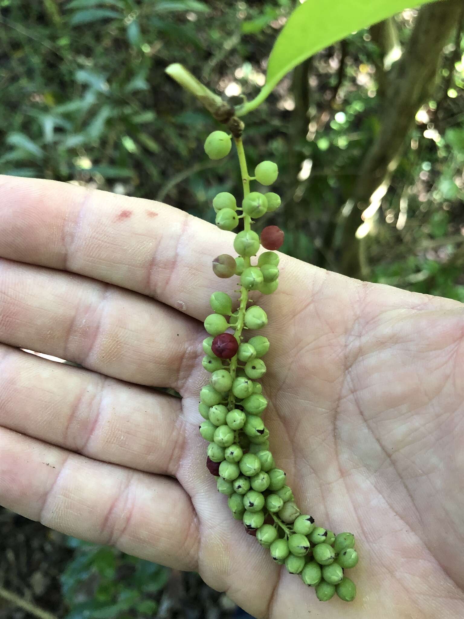 Coccoloba tenuifolia L. resmi