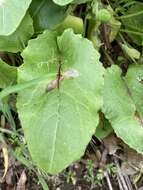 Image of paleyellow ragwort