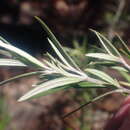 Image of Westringia sericea B. Boivin