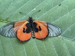 Image of Acraea insignis Distant 1880