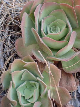 Image of Aeonium canariense (L.) Webb & Berth.