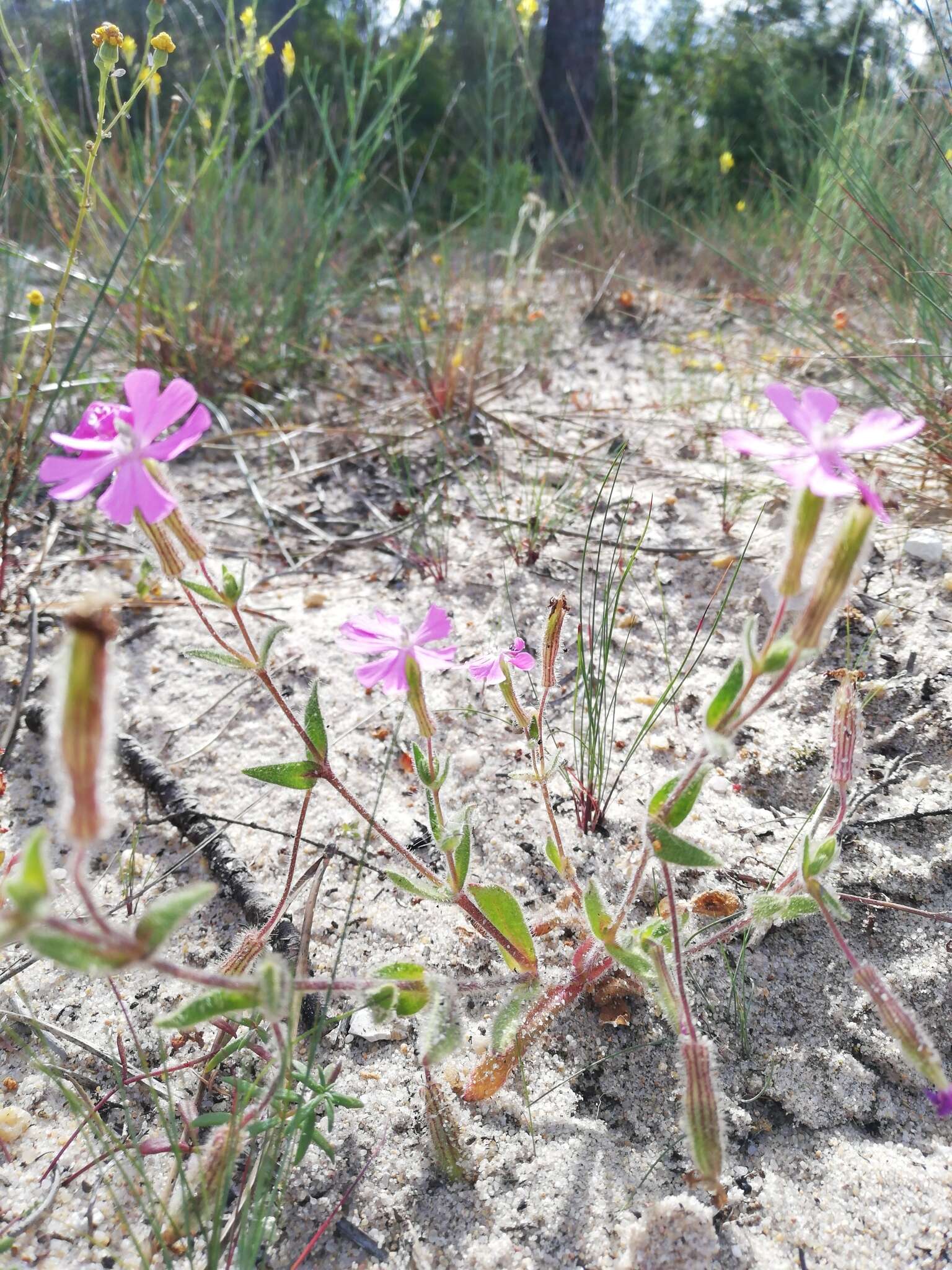 Image of Silene colorata Poir.