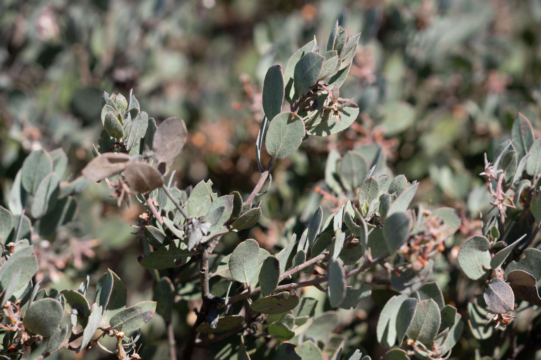 Image of hoary manzanita