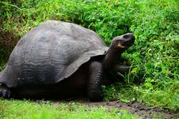 Image of Abingdon Island Giant Tortoise