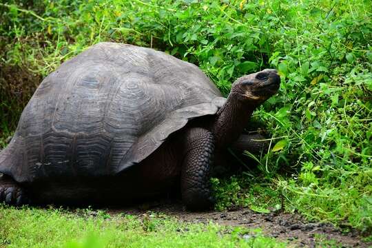 Image of Abingdon Island Giant Tortoise