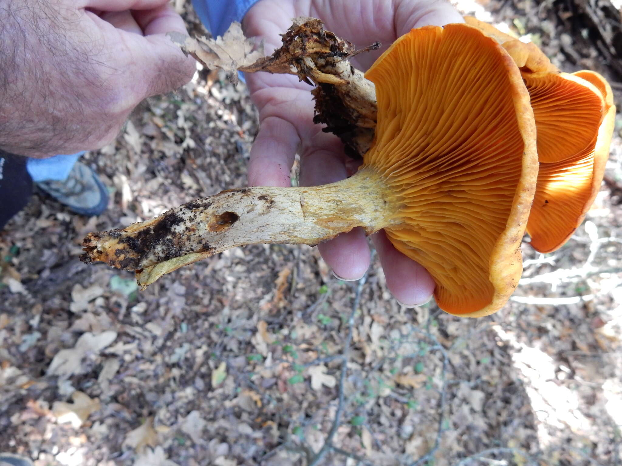 Image of Omphalotus illudens (Schwein.) Bresinsky & Besl 1979