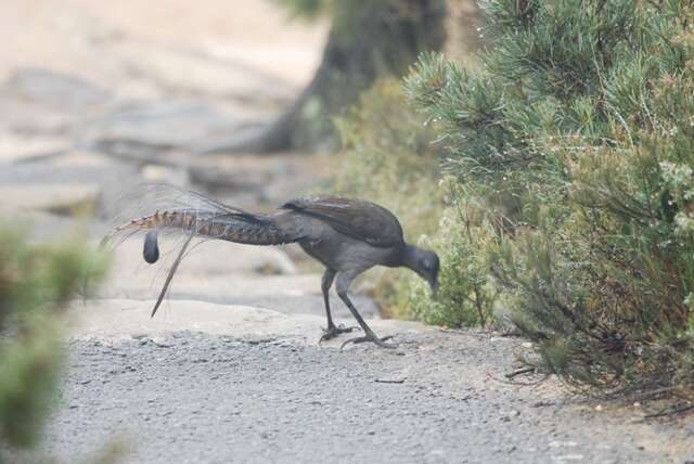 Image of lyrebirds