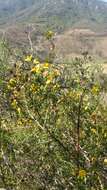 Image of snapdragon penstemon