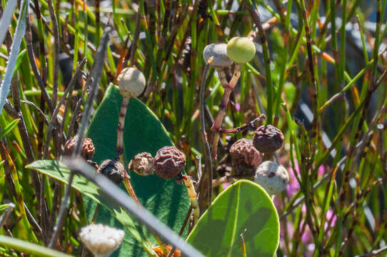 Image of Olea capensis subsp. capensis