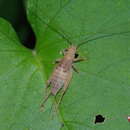 Aphonoides rufescens Ichikawa 2001 resmi