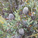 Sivun Banksia oreophila A. S. George kuva