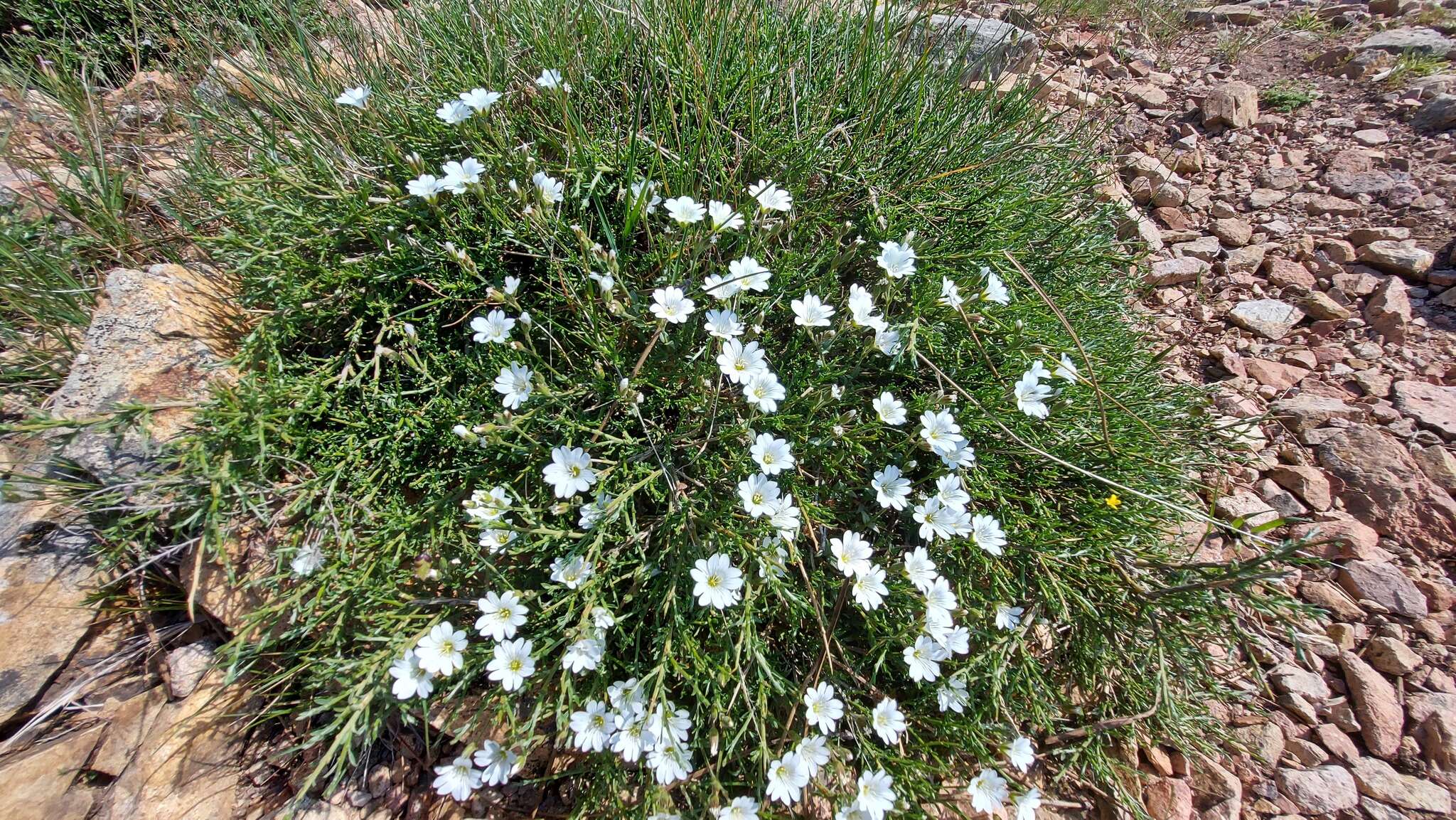 صورة Cerastium soleirolii Duby