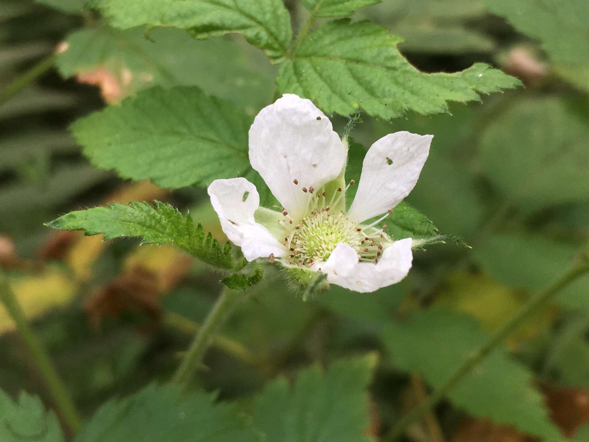 Plancia ëd Rubus rosifolius Smith